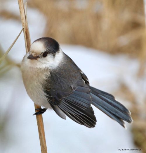 Canada Jay.jpg